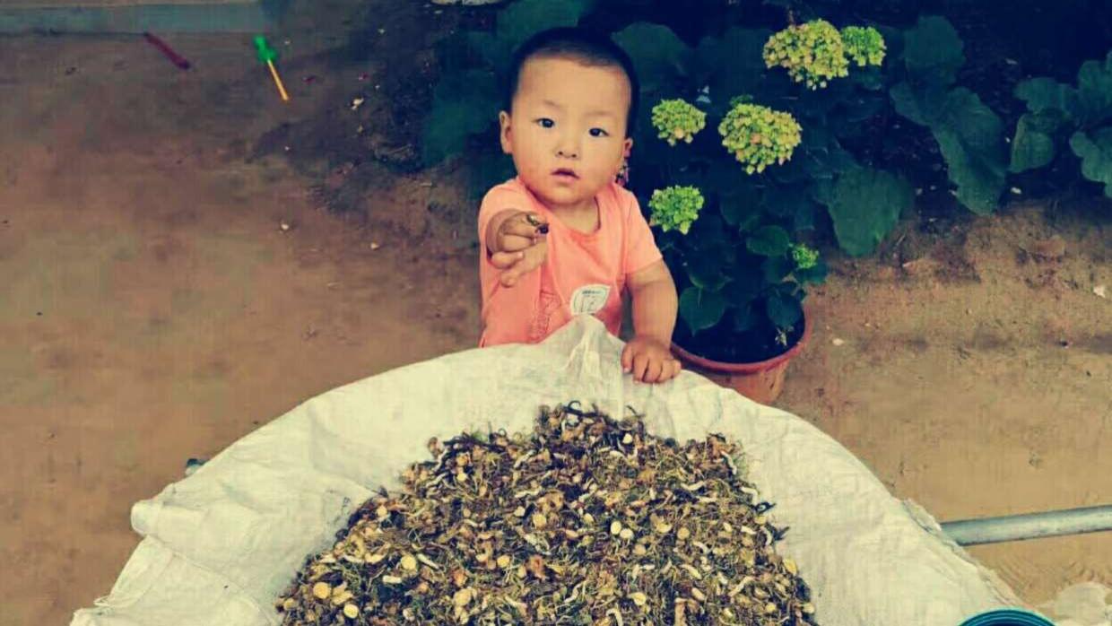 父子间代代相传的不仅仅是一方本草，更是周边腰突百姓的一份希望