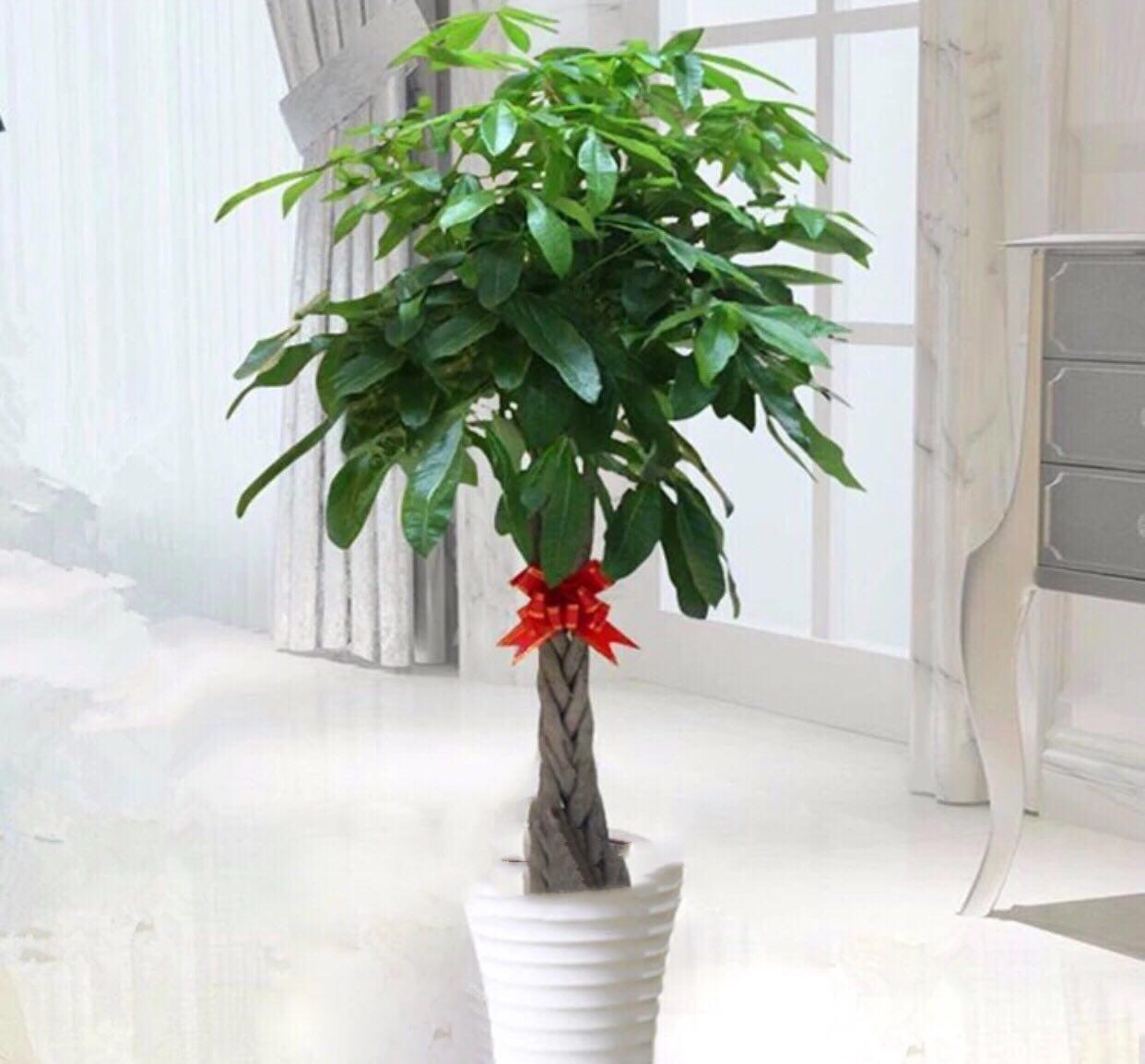 





发财树喜欢酸性土壤
发财树是一种具有招财进宝寓意的植物
非常适合放在