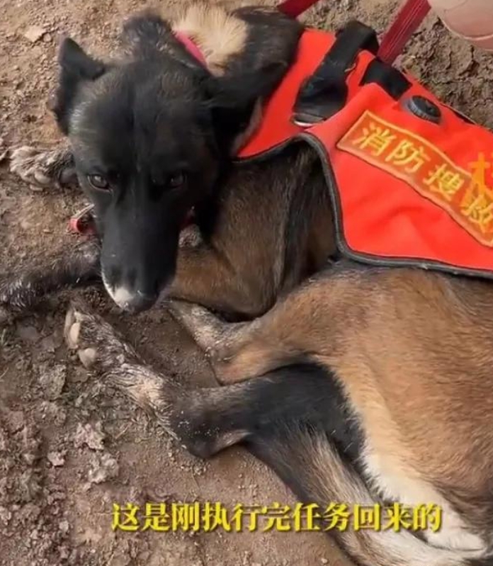 心疼，青海，来自山东消防队的搜救犬，在执行完任务后浑身沾满泥土，伤痕累累，在休息