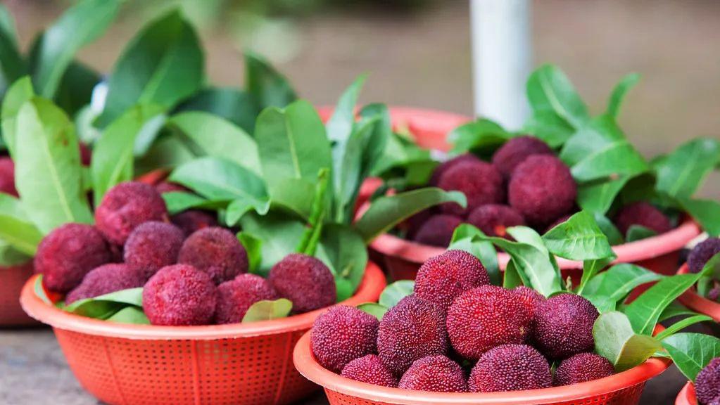 近视|6月绝不能错过这“果中玛瑙”，生津止渴又消食！咬一口，缓解整个夏天的燥热