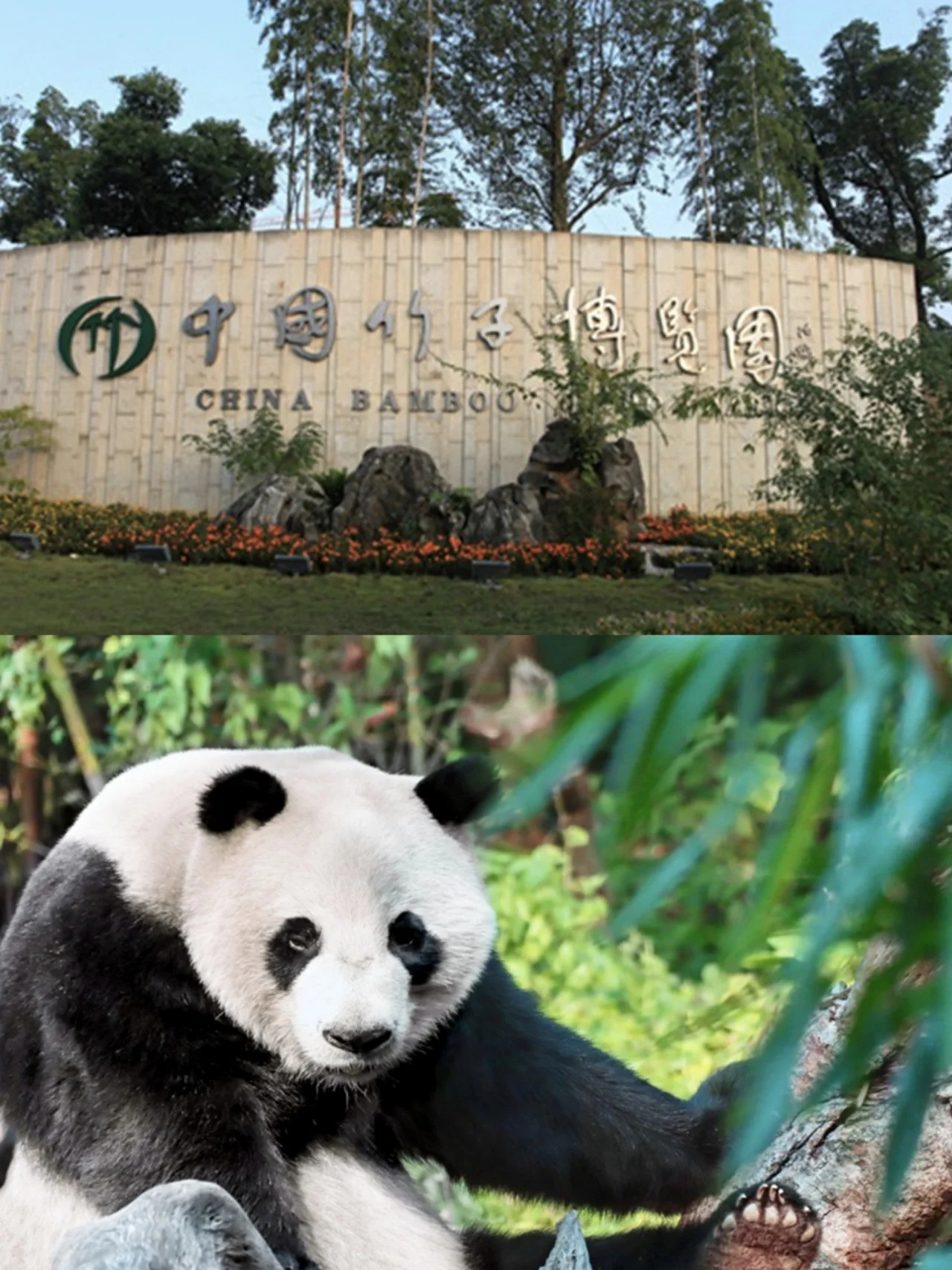 不去四川也能看熊猫？安吉2天1晚亲子游