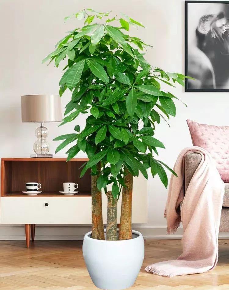 





发财树耐旱，但怕涝、怕湿

发财树，粗壮苍劲的枝干加上翠绿茂密的树叶