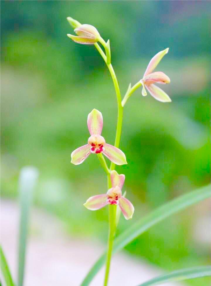 福建漳州花仙谷的建兰精彩梅开品，发出来与大家共赏，精彩梅除了花瓣带形色外，最大的