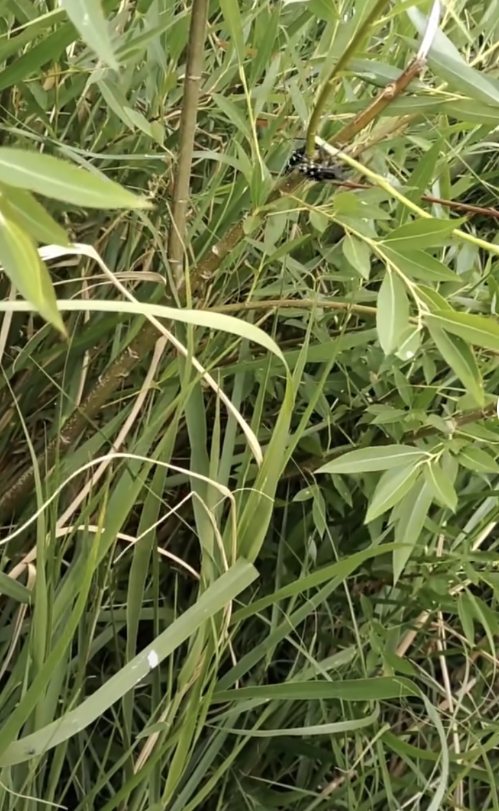 天牛在繁殖，他俩在干嘛？
