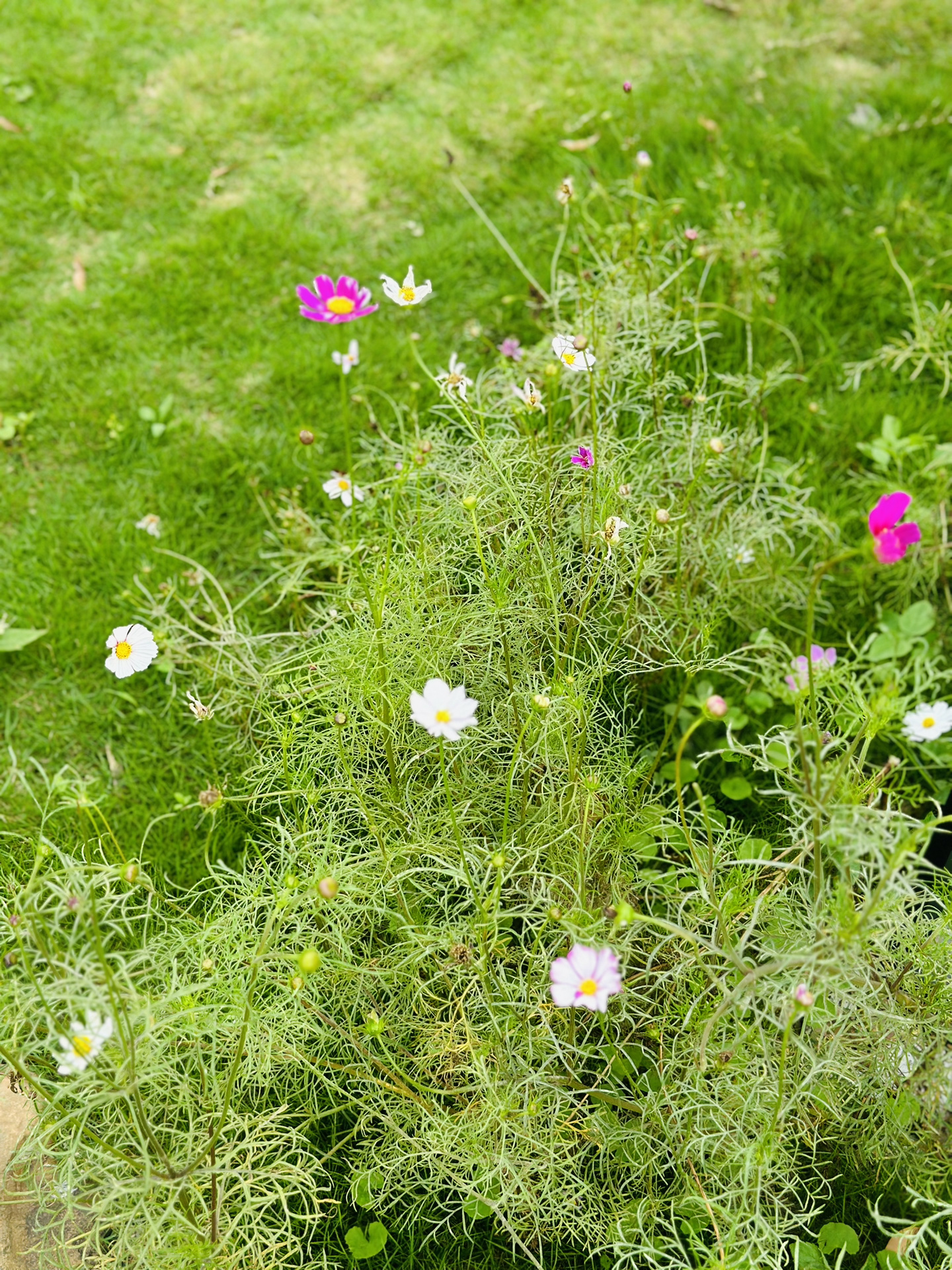 增城度假｜带独立庭院的京都风情露营地