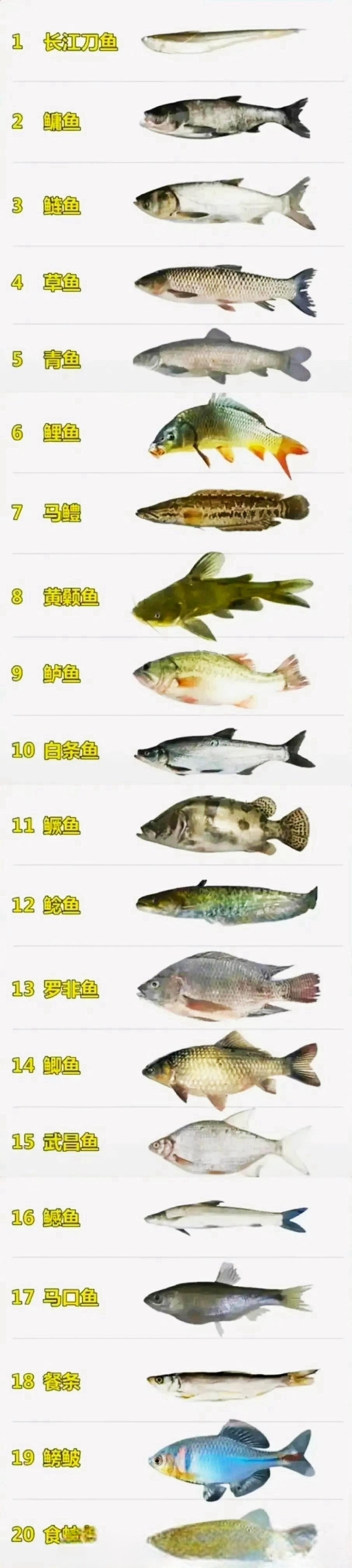图中的这些淡水鱼，你钓过几种？