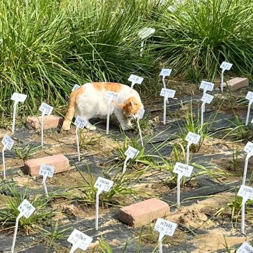 同学，你的实验草被吃了！