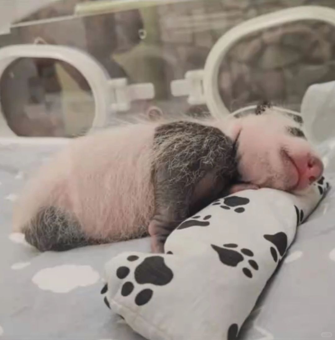 这是小乌拉吗？这是一只实心的粉色小猪吧？
莫斯科动物园又发小乌拉小时候我们没见过