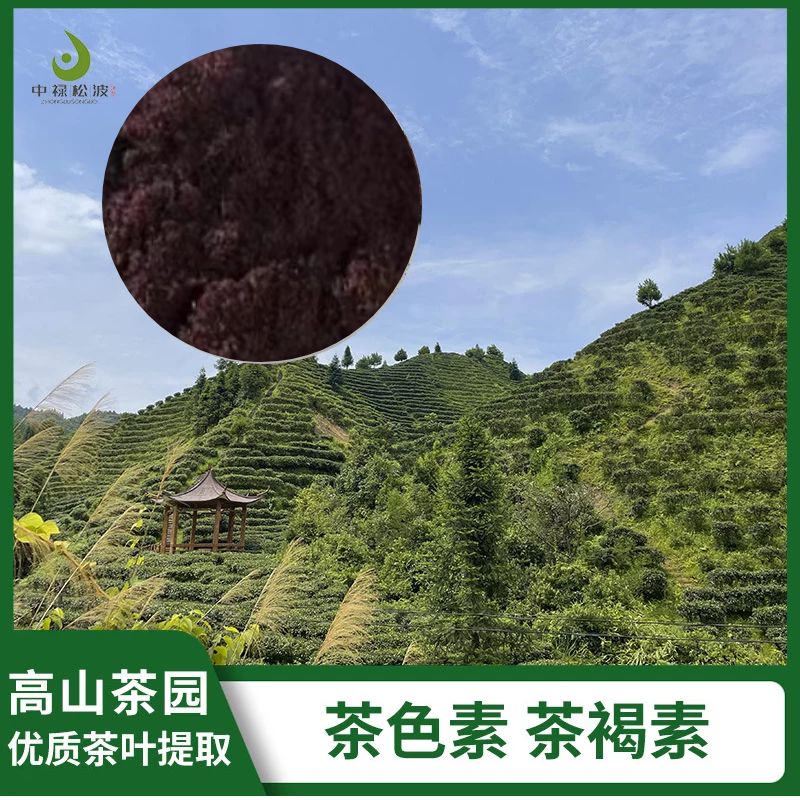 茶色素的生物合成途径及其调控