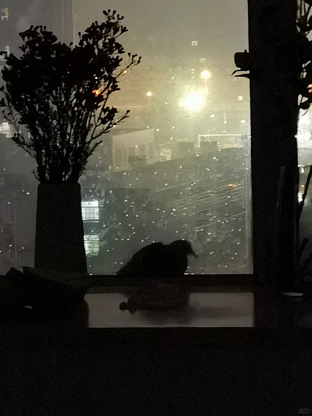 南方小年冻雨的夜晚🌃窗外寻暖的斑鸠
今天是南方的小年，却下起了冻雨，外面的世界