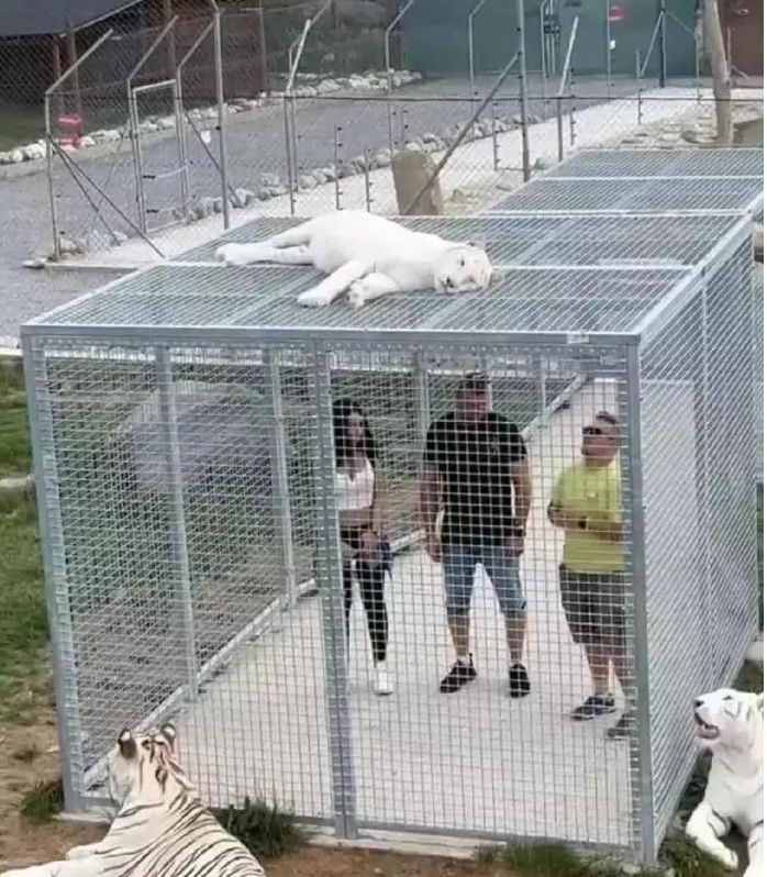 越看越觉得有些不对劲？
