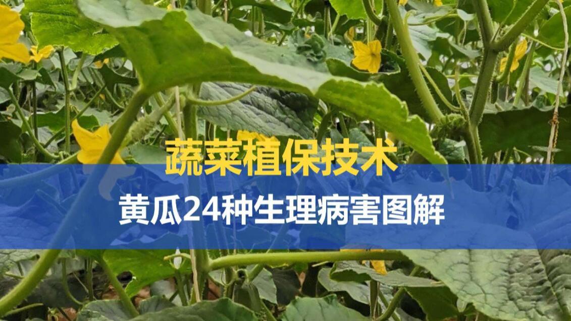种黄瓜发生病虫害，谁都知道用药？关键是如何做到“精准用药”
