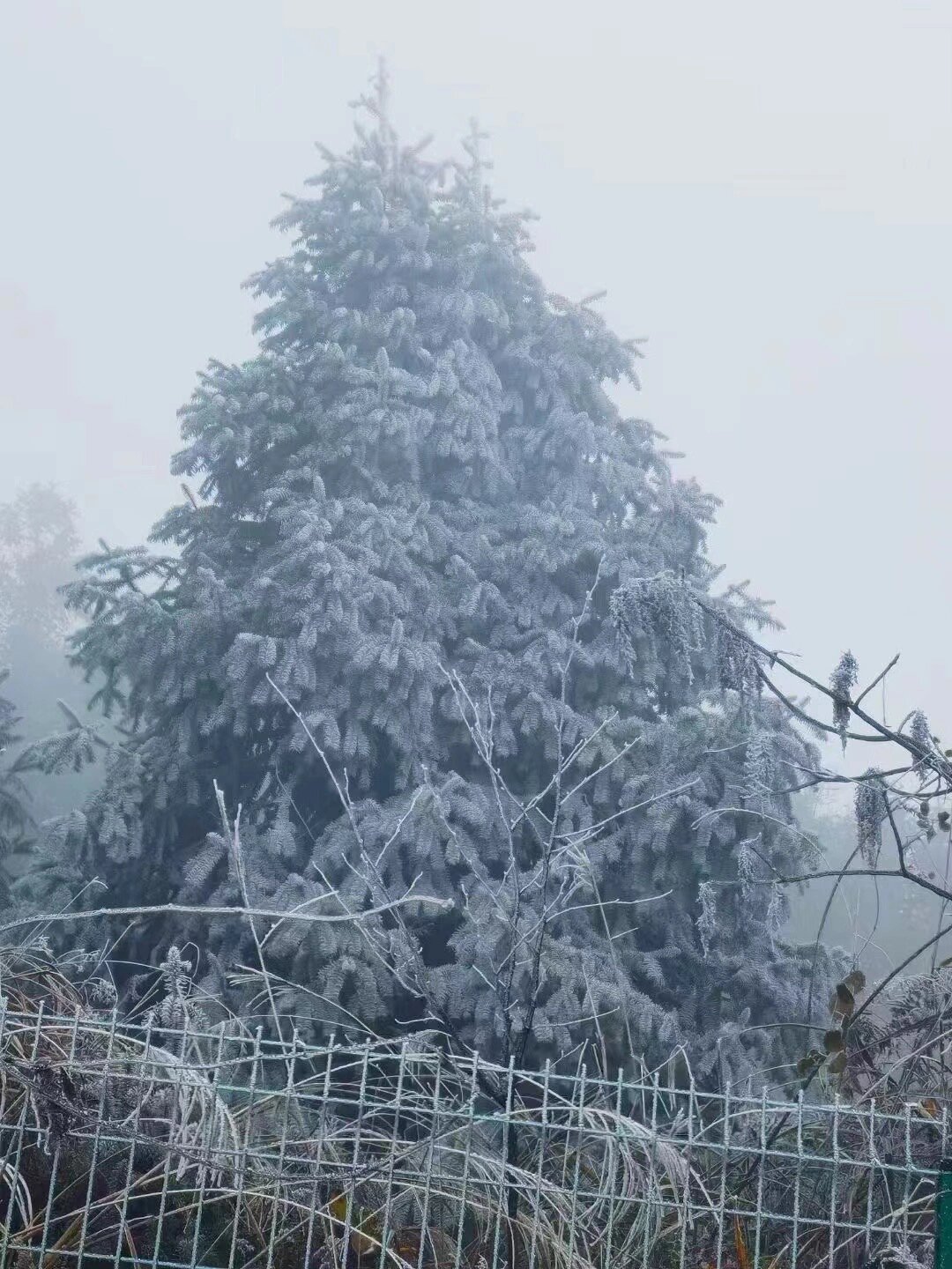 南方人的冬天，桂林也会下雪~隘门界雾凇