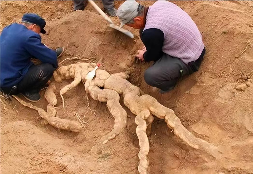 2018年，四川一农民挖出一个250斤的“树根”，被人以5000块钱买走了。正在