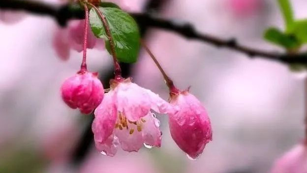 风也萧萧，雨也萧萧，瘦尽灯花又一宵。醒也无聊，醉也无聊，梦也何曾到谢桥！