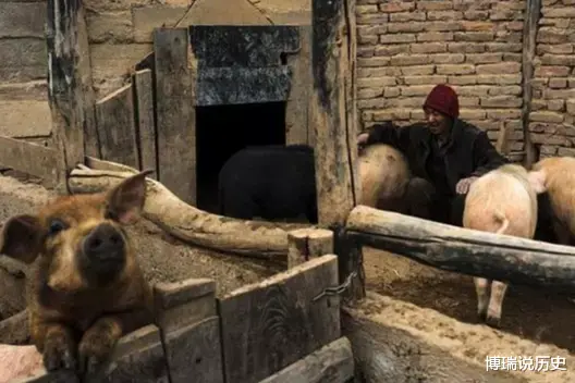 村民杀猪售卖获利3000, 被罚数十万, 不知者无罪, 还是违法必究?