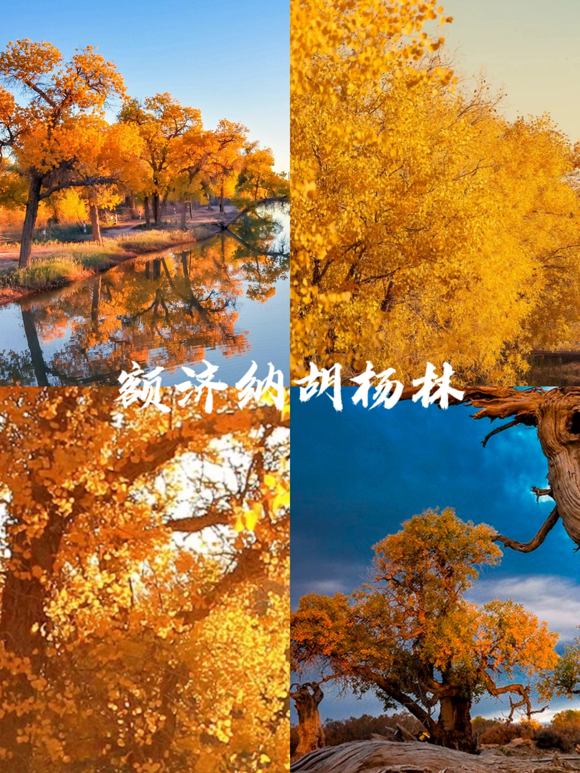 额济纳赏秋7日组队，打卡3大胡杨林