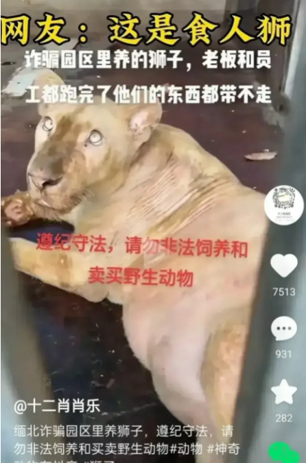 本来是应该生活在动物园里的狮子，被缅北四大家族养着吃人，这是吃了多少人？狮子身上