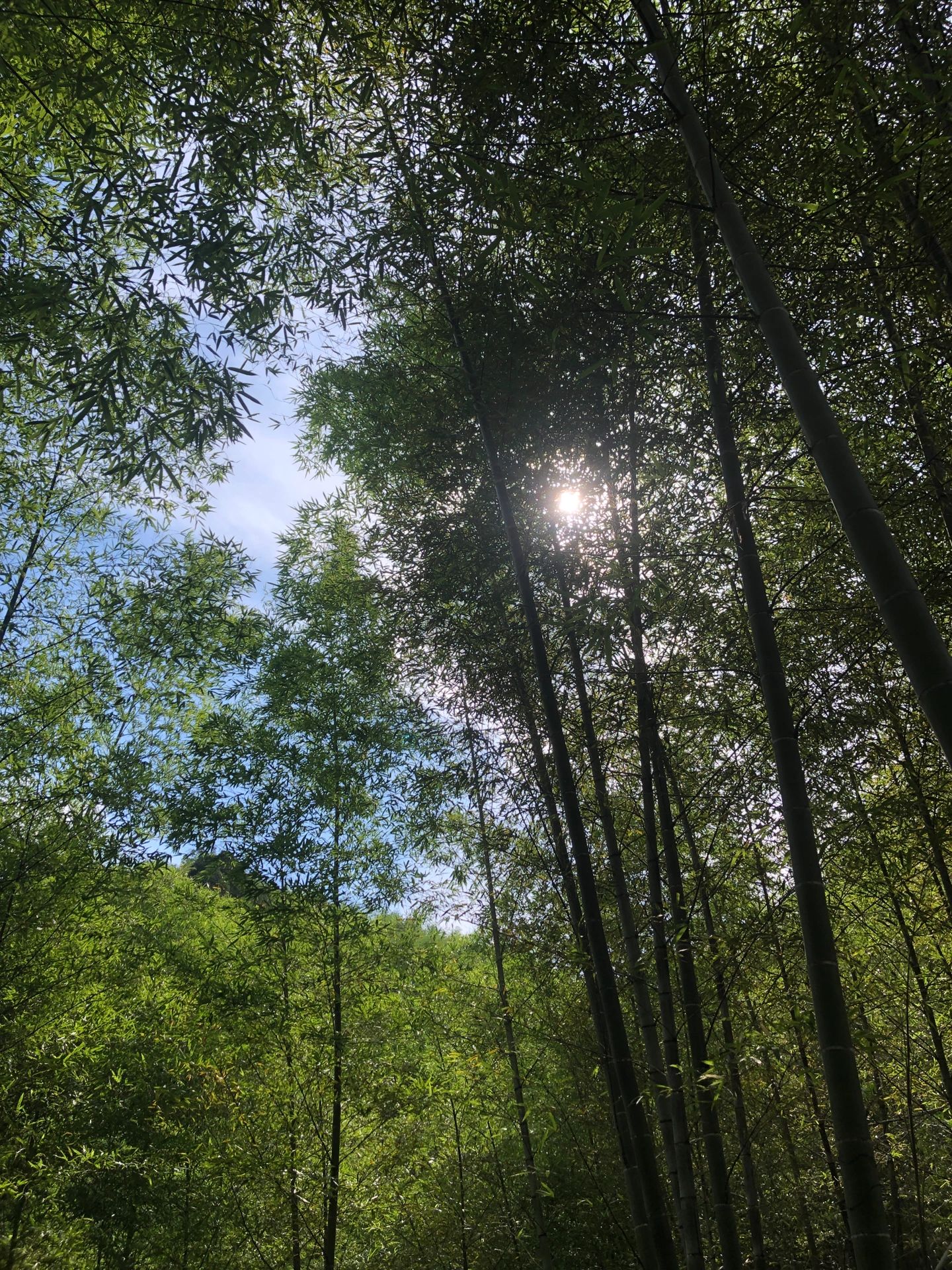 广州从化*星溪环线