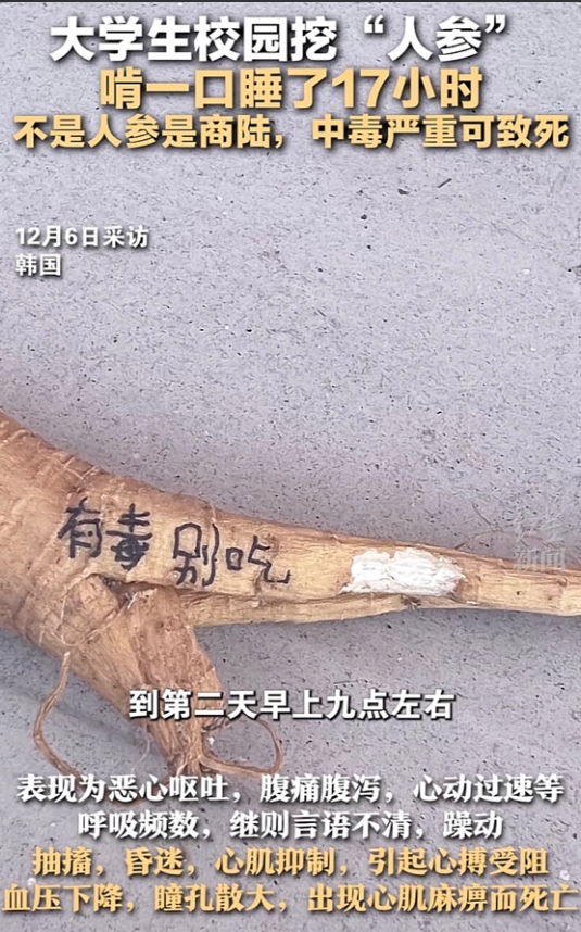 咬一口“人参”昏睡17个小时！一女大学生在学校松树林挖到一颗“人参”，出于好奇尝