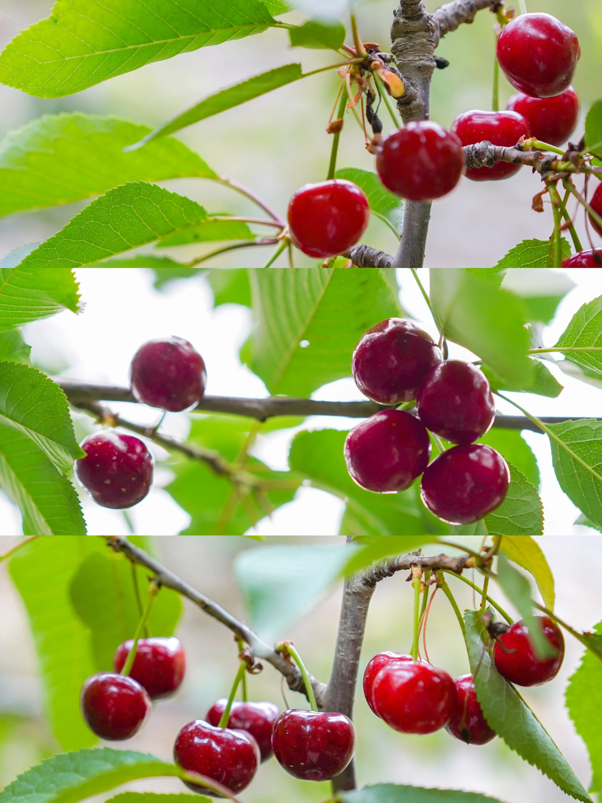 汶川亲子游｜车厘子🍒自由两天一晚攻略