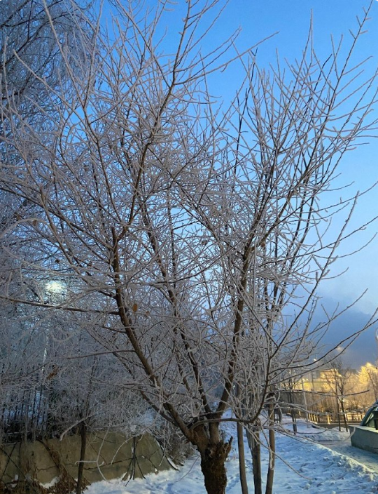 以为是树挂
其实是雪 ​