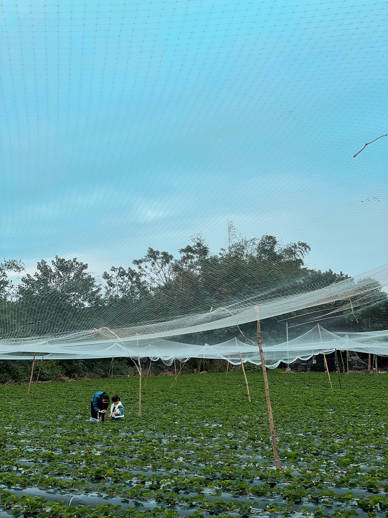 放风宝藏地｜佛山平沙岛亲子钓鱼