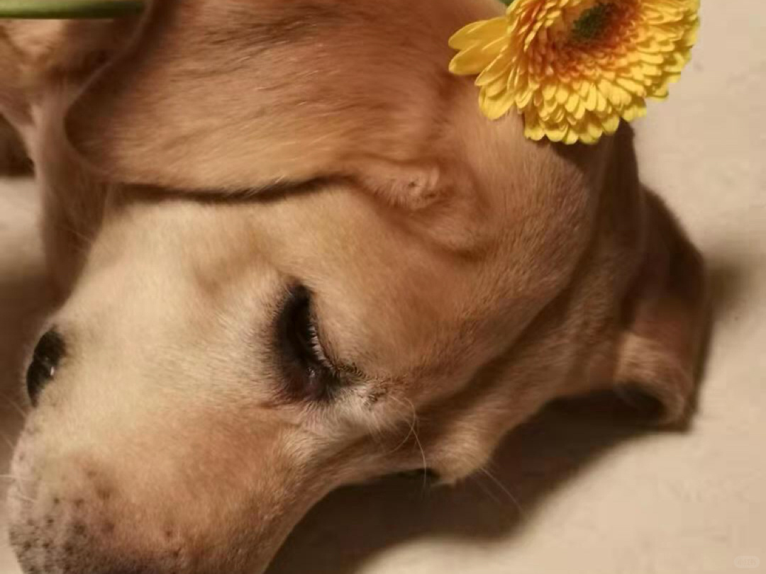 簪花少女&……？
每月一花到了
请了两个模特来客串