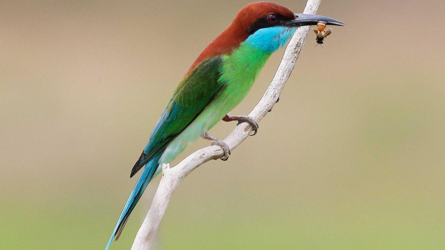 探秘：南岭山脉中隐藏的珍稀生物，生物多样性与生境适应性的奇妙