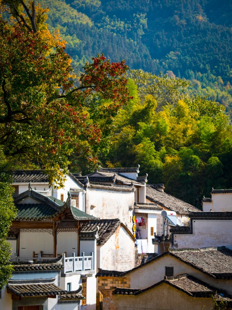 黟县太适合秋天去了，浪漫与古韵并存~