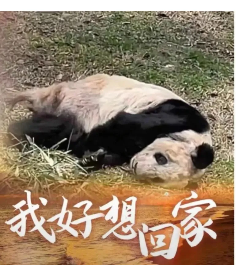 官宣大熊猫年内将重返加州，这一夜多少国人无眠，心痛得滴血…
过去我们的国家不够强
