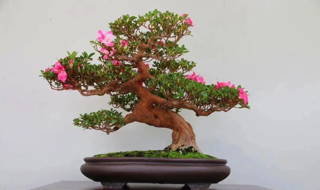 而上了年纪又喜欢养盆景的朋友，也不至于把盆景养到上亿的价格，顶多算作生活的一种情