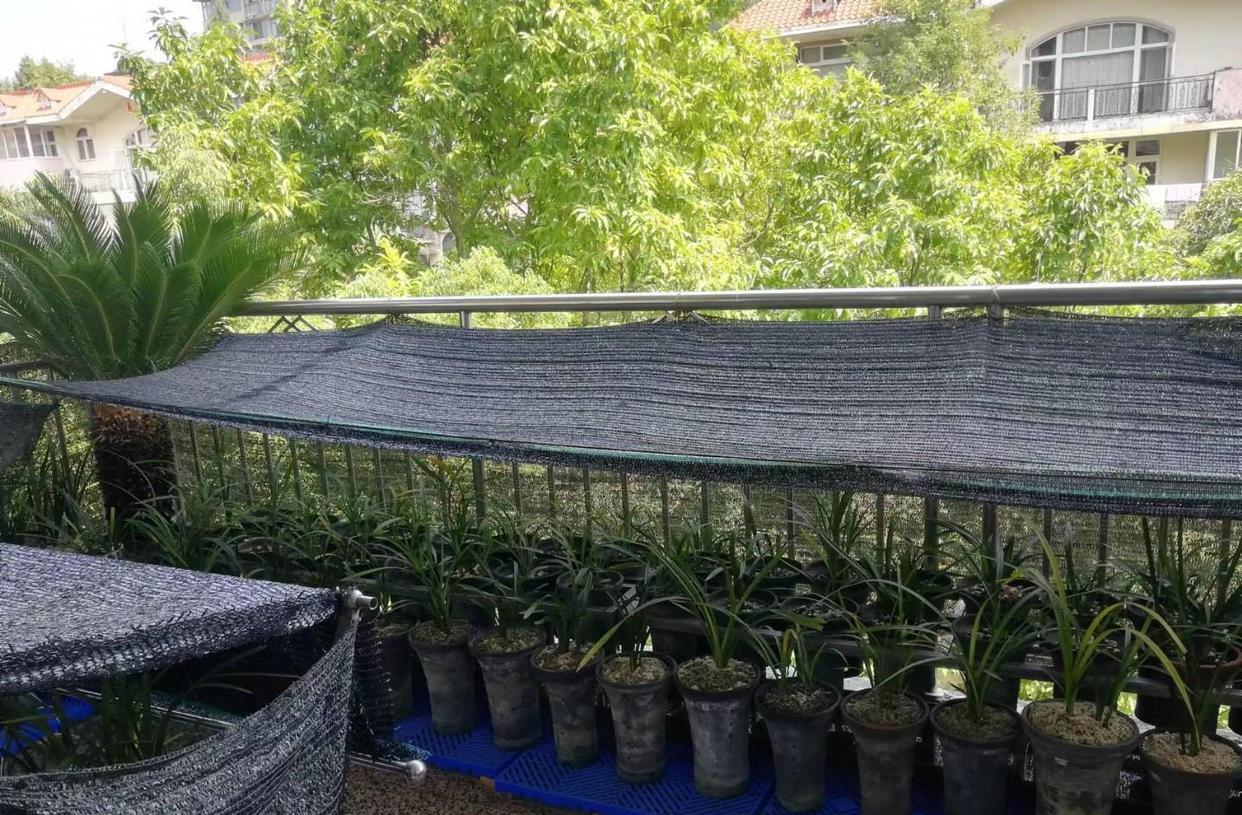 关于兰花控湿的问题，有位粉丝说他测试过几次，其中一次，他直接把兰花悬空，放在鱼缸
