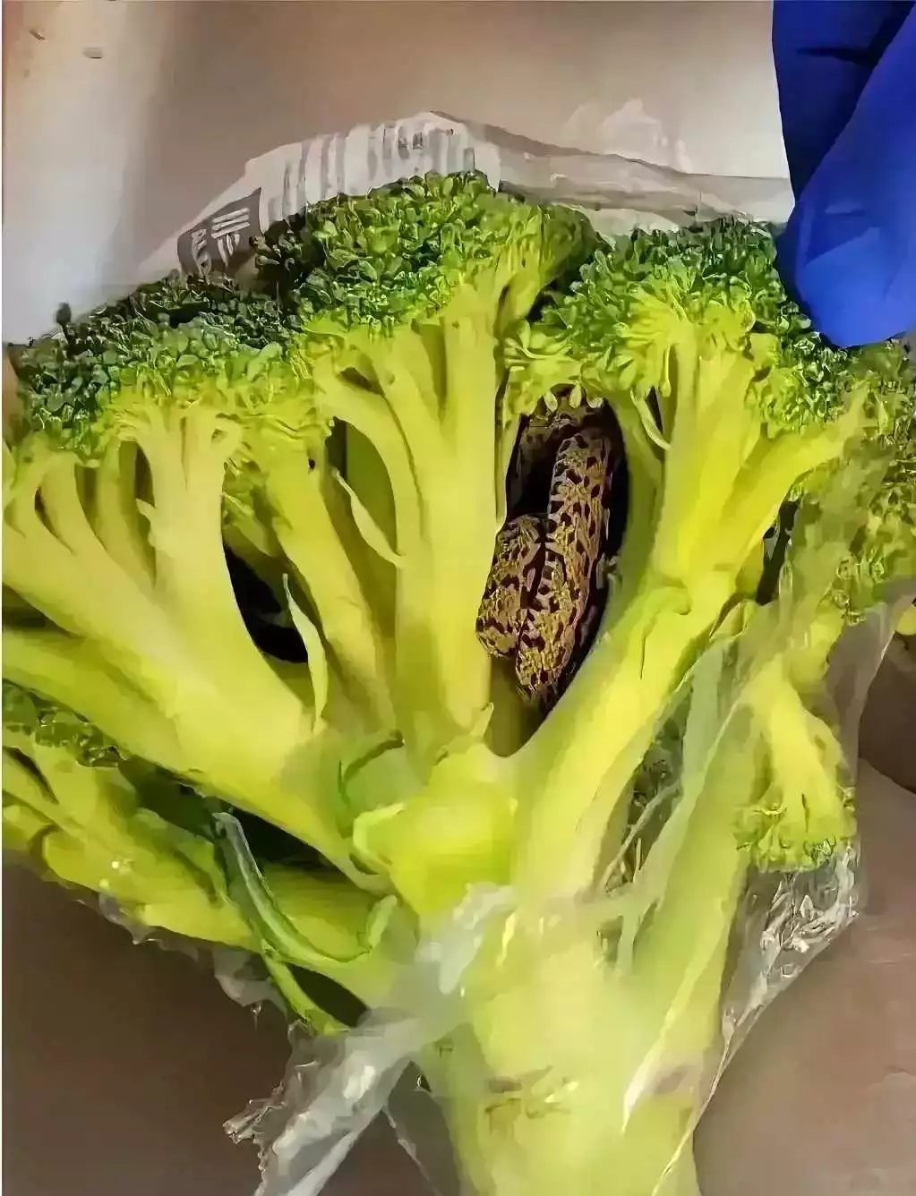 这里面不会有蛇吧。