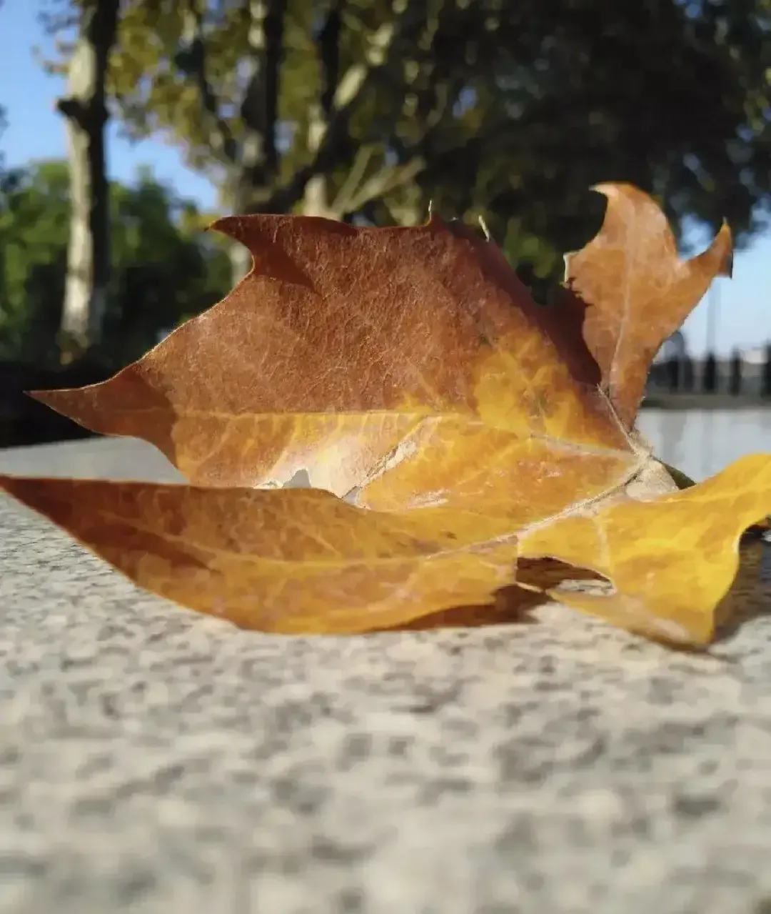 最近发现了一个奇怪的现象，不知道大家有没有发现？人到晚年，老伴去世了，另一半却往