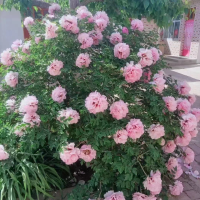 植物的那些事儿