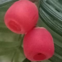 红豆故事