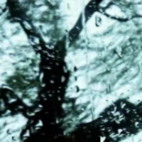 雨树披纷