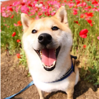 狗子侃侃车
