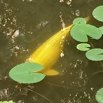 鑫鑫有约