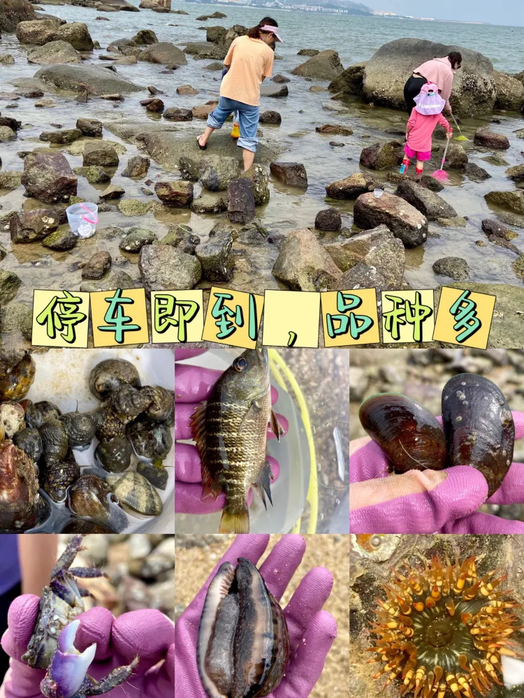 深圳极少知道的赶海，钓鱼地｜品种多｜