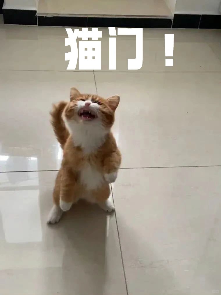 猫猫教没落了，人气落后狗狗教好多！！！！
小红书官方搞了宠物人气王票选，多年的猫