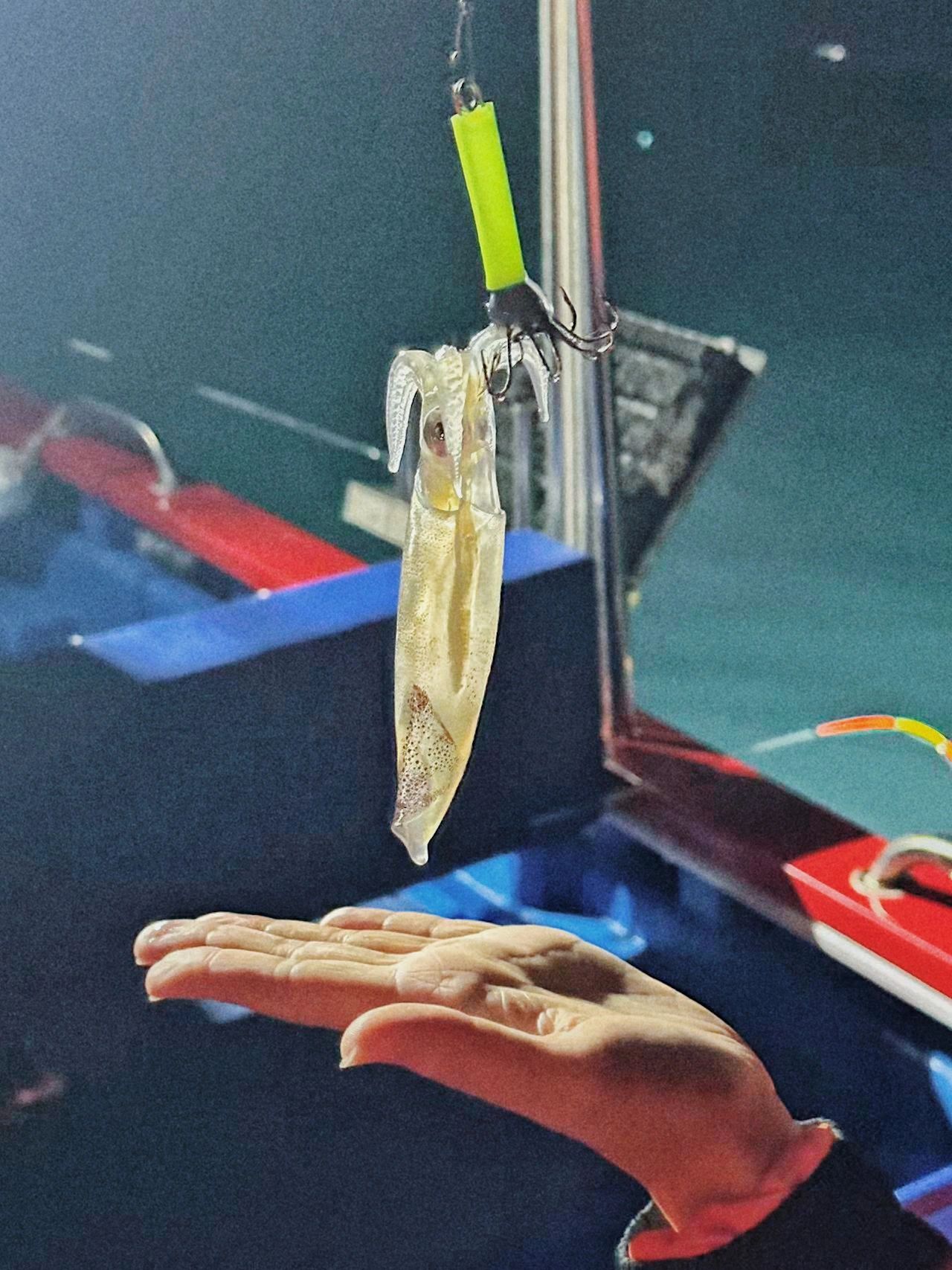 深圳深夜海钓+赶海，还有蓝眼泪！收获满满