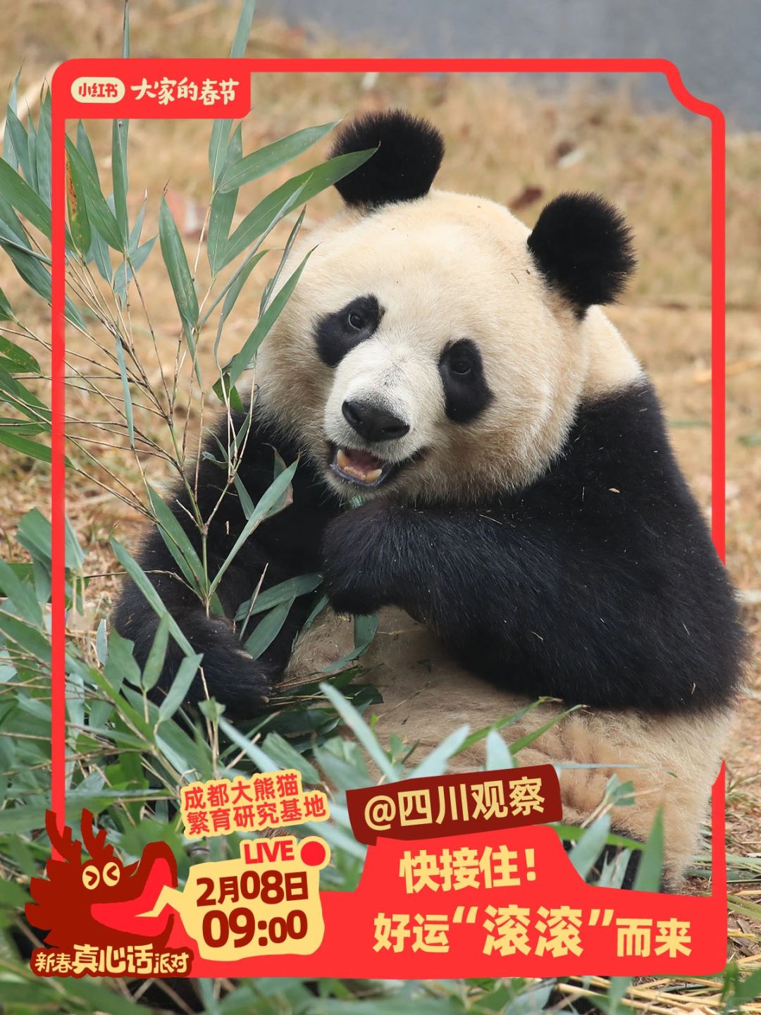 约吗？定好闹钟看“滚滚”
春节来临之际，@四川观察 带你到成都大熊猫繁育研究基地