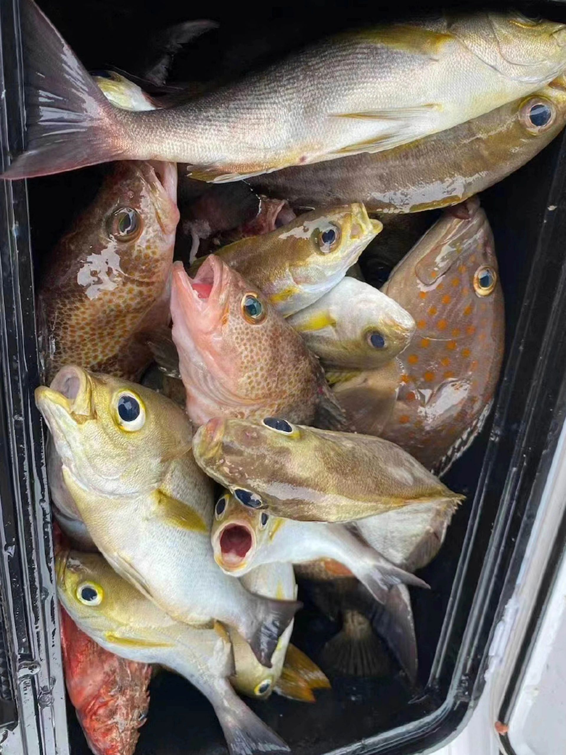 188元钓一天🎣老板哭着说亏惨了‼️