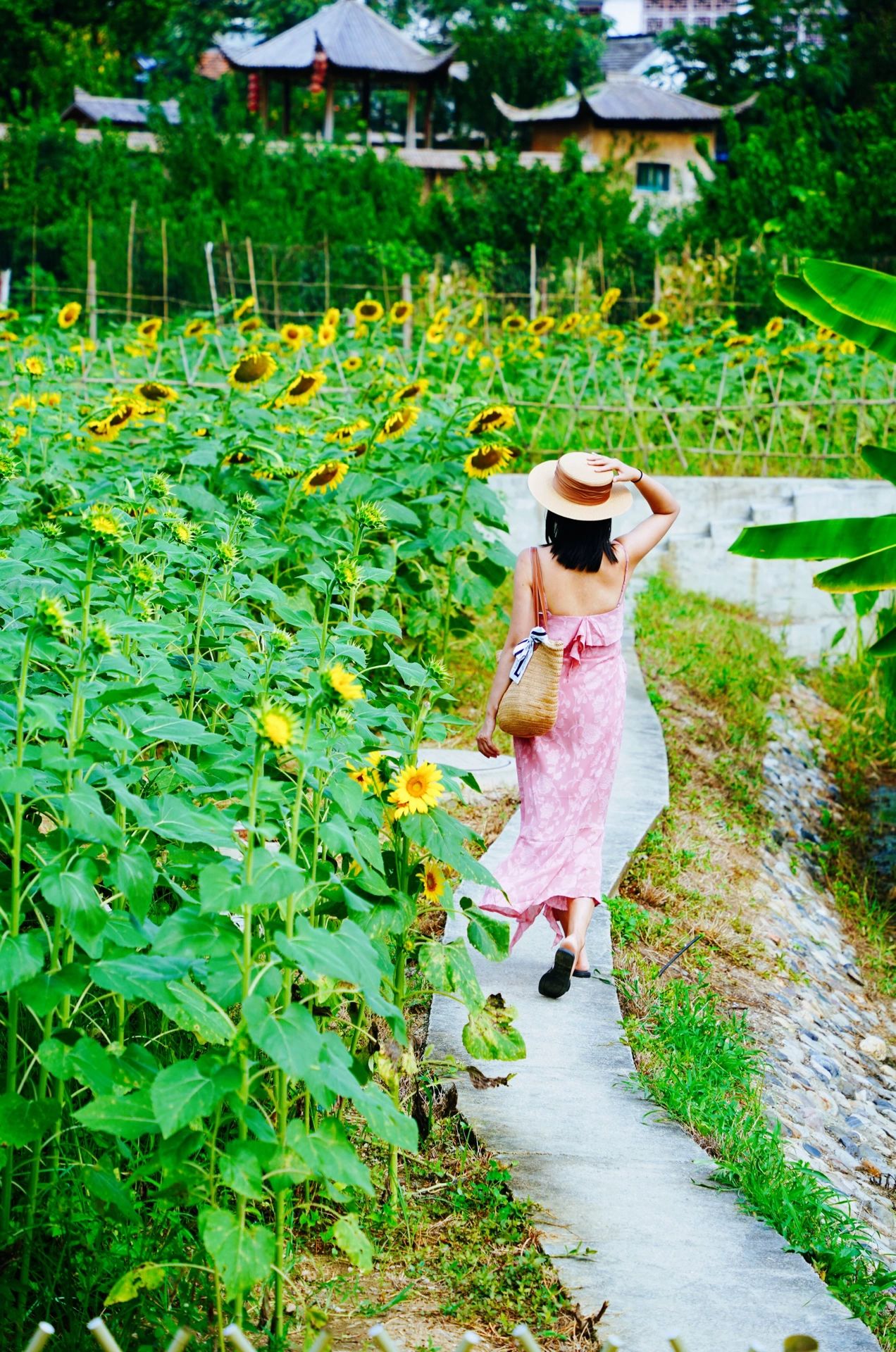 南京大片无人向日葵花海🌻附精准定位