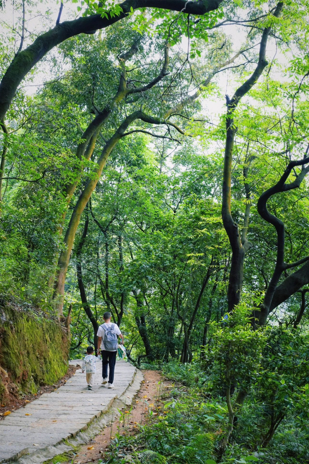 广州小众徒步路线🌿秘境森林小溪🌲