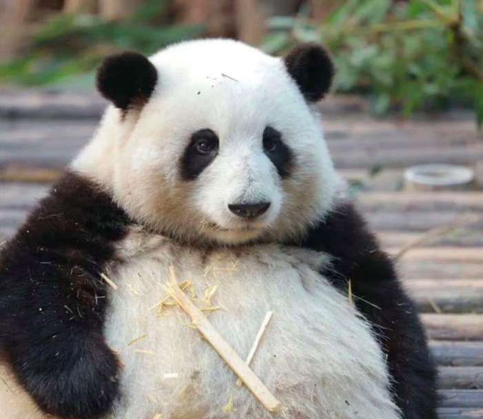 如果大熊猫黑白颠倒，大家看着咋样
