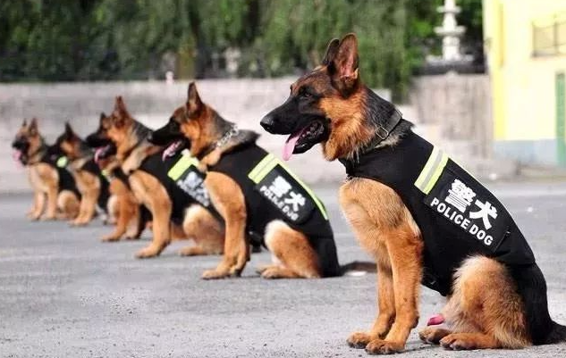 为什么警犬基本上都是德国牧羊犬？

警察: 上!

边牧: 你咋不上？

拉布拉