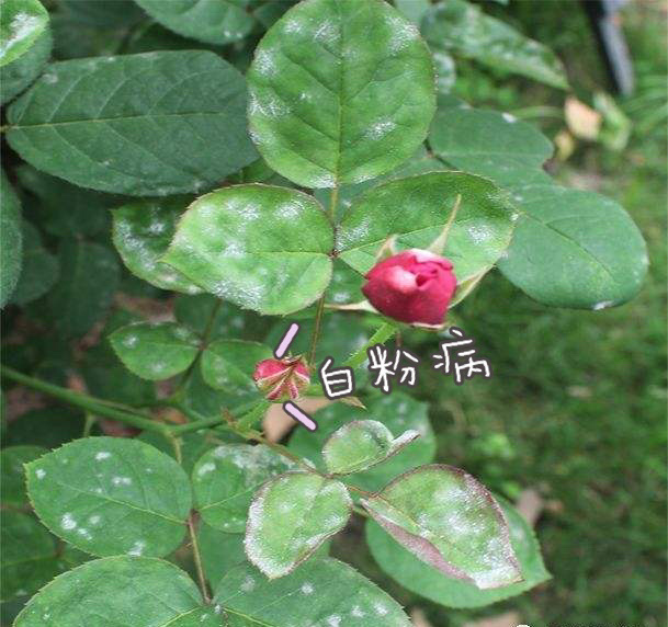 月季常用药清单#杀菌剂农药#